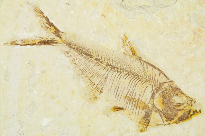Detailed Fossil Fish (Diplomystus) - Wyoming #379496